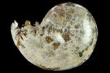 Polished, Agatized Ammonite (Phylloceras?) - Madagascar #132150-1